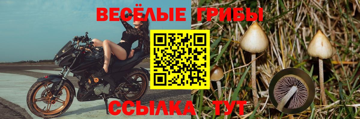Галлюциногенные грибы Psilocybine cubensis  Вход с VPN  Павлово 